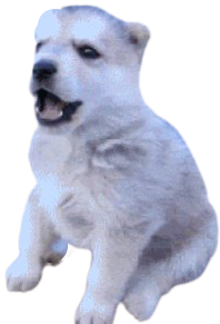 z-Imagem-Lobinho.png