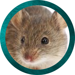 z-Token-Baltazar.png
